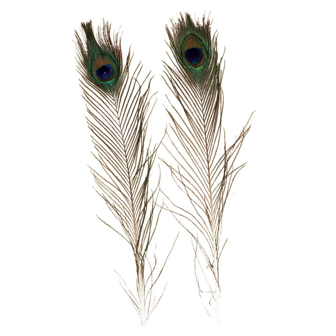 plumas de pavo real - decorar con plumas de pavo real